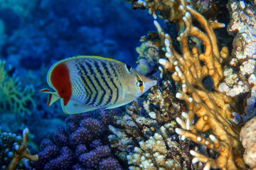 Fototapeta na wymiar Coral fish - Crown butterflyfish - Chaetodon paucifasciatus in red sea 