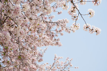 中之島の桜