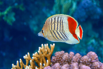 Obraz premium Coral fish - Crown butterflyfish - Chaetodon paucifasciatus in red sea 