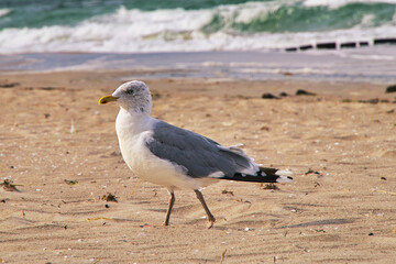 Möwe am Strand in Zingst. Getaucht in einer schönen Lichtstimmung. Der Urlaub kann kommen.