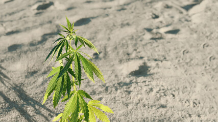 Cannabis or marijuana plant on blurred background with copy space. Growing organic cannabis background herb on the farm