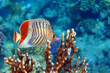 Coral fish - Crown butterflyfish - Chaetodon paucifasciatus  in red sea 