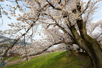 淀川河川公園,背割堤