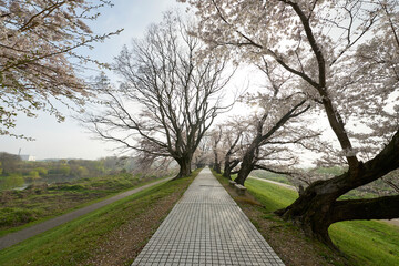 淀川河川公園,背割堤