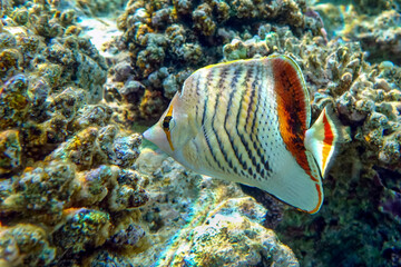 Coral fish - Crown butterflyfish - Chaetodon paucifasciatus  in red sea 