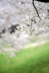 淀川河川公園,背割堤