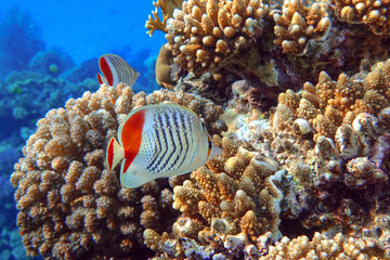 Coral fish - Crown butterflyfish - Chaetodon paucifasciatus  in red sea 