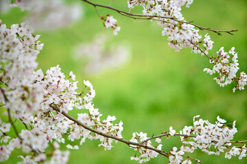 京都白川の桜