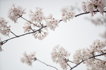 京都白川の桜