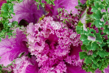 Pink and green Brassica oleracea in winter garden closeup, soft selective focus