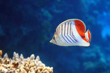 Coral fish - Crown butterflyfish - Chaetodon paucifasciatus  in red sea 