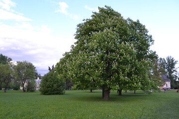 Big blooming chestnut tree in the field
