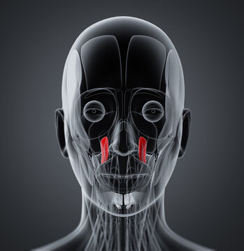 medical  illustration of the levator anguli oris