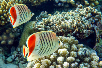Fototapeta na wymiar Coral fish - Crown butterflyfish - Chaetodon paucifasciatus in red sea 