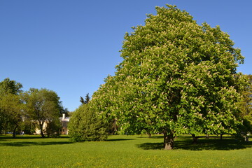 Big blooming chestnut tree in the field