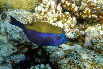 Coral fish - Bluetail trunkfish - Ostracion cyanurus in the tropical Red Sea 