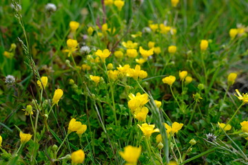 Some yellow flower in a field.