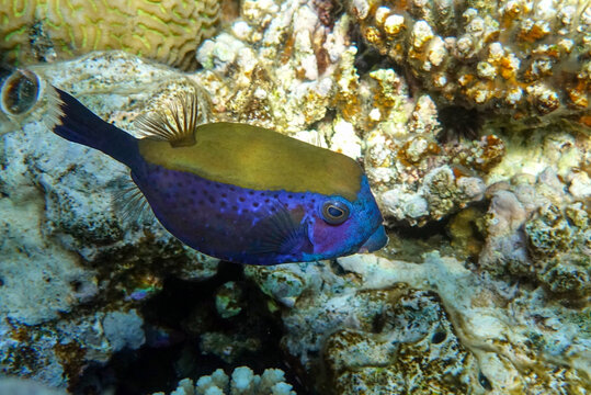 Trek Fish รูปภาพTrunkfish – เลือกดูภาพถ่ายสต็อก เวกเตอร์ และวิดีโอ4,070 | Adobe Stock