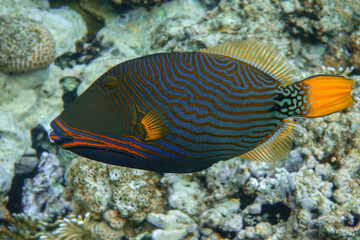 Orange-striped triggerfish (Balistapus undulatus) , coral fish in the coral reef 