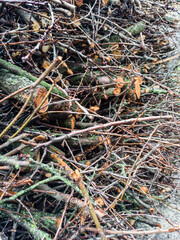 tree branches in the garden