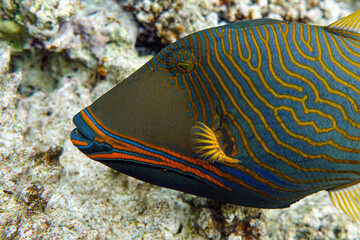 Orange-striped triggerfish (Balistapus undulatus) , coral fish in the coral reef 