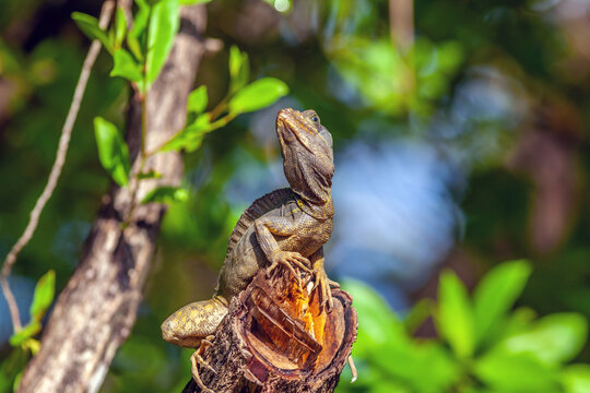 Monkey Lala, Bailiscus Vittatus A Lizard On The Island Of Roatan