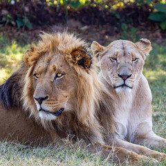 Naklejka premium Leones Sudafrica