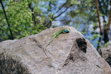 green lizard basking on a stone in spring