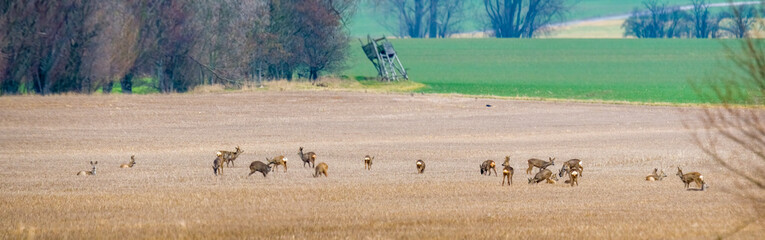 Deer grazing and relaxing in nature