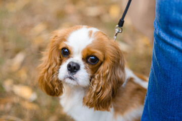 cavalier king charles spaniel. little dog on autumn  background