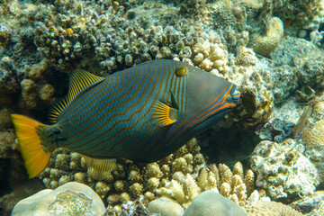 Orange-striped triggerfish (Balistapus undulatus) , coral fish in the coral reef 