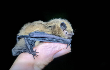 Zwergfledermaus (Pipistrellus pipistrellus) auf Finger