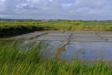 The landscape of the salt marshes in spring 2021. Guerande, France.