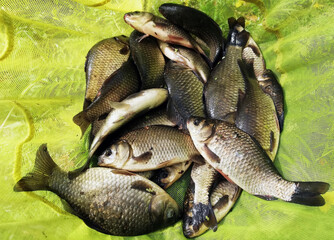 crucian fish caught by a fisherman and is in a fishing cage