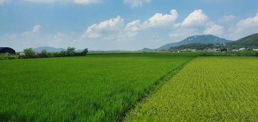 Green rice paddies under the blue sky