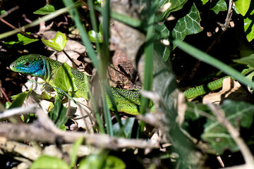 Smaragdeidechse (Lacerta viridis)
