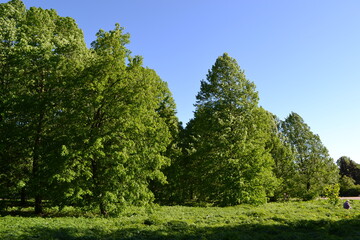 Obraz premium Green trees in the park