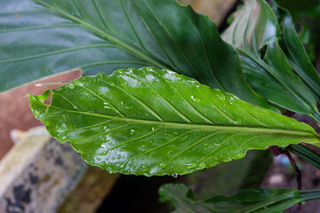flowers that grow wild around the forest, with a deep green color