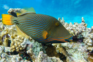 Naklejka na ściany i meble Orange-striped triggerfish (Balistapus undulatus) , coral fish in the coral reef 