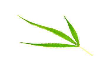 Fresh Green Leaf of full-grown Hemp - Cannabis - isolated on white background. Growing medical marijuana