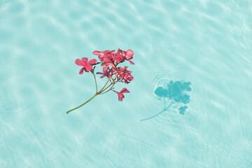 Floating pink oleander flower floating in swimming pool water with shadow on bottom