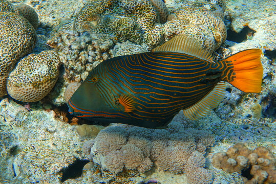 Orange-striped triggerfish (Balistapus undulatus) , coral fish in the coral reef 