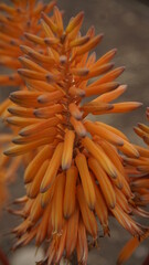 Naklejka na ściany i meble Aloe gracilis es una especie de Aloe nativa de Sudáfrica.