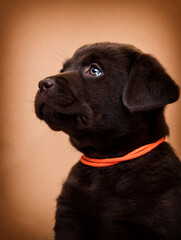 portrait of a labrador retriever puppy