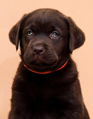 muzzle labrador retriever puppy on a beige background