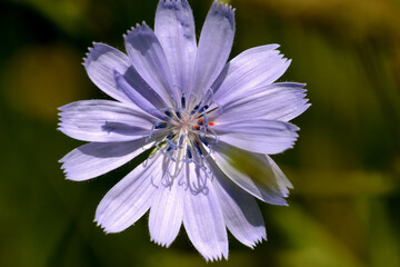 Chicory flower.
Flower of the chicory plant blooming in the meadows in summer.