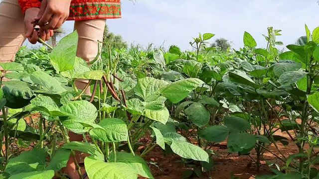 Indian female farmer collecting moong beans from trees in fields
