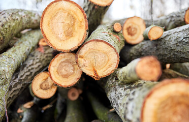 nature, wood and environment concept - trunks of felled trees or logs outdoors in autumn