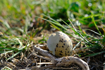 A broken egg in nature during the spring. The salt marshes of Guerande, west of France, May 2021.