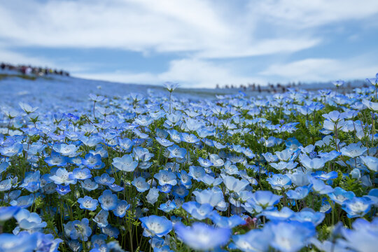 ひたち海浜公園 ネモフィラ の画像 1 338 件の Stock 写真 ベクターおよびビデオ Adobe Stock